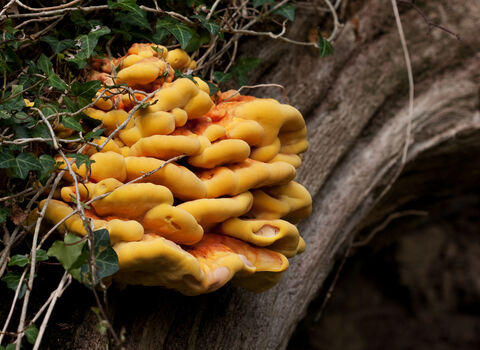 Chicken of the woods