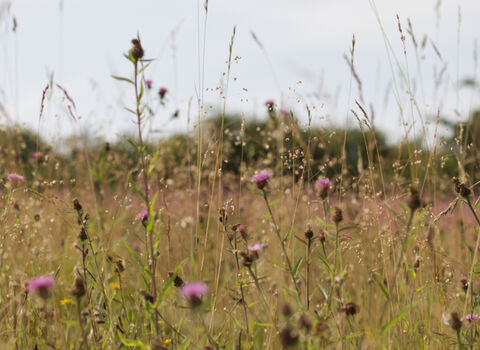 A low shot of a field of purple and green wildflowers