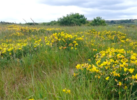 An open field with yellow flowers