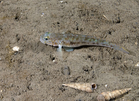 Fries's goby, a small silvery-grey fish with golden-yellow spots, resting on a muddy seafloor beside some shells