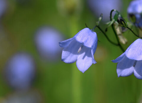 Close up of bluebells