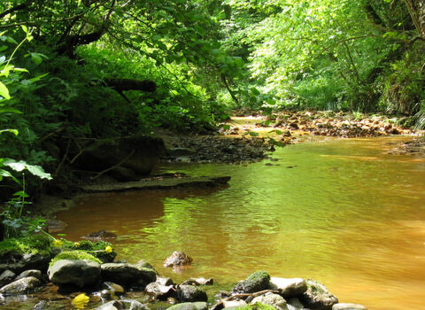 an orange pond surrounded by leafy green trees