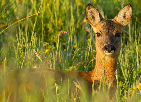 A deer in long grass
