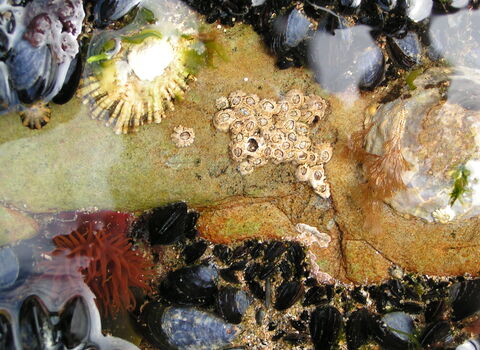 Rockpool from above