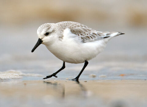 A plump white bird with black legs