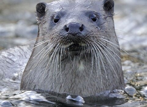 An otter lifts her head out of the water 