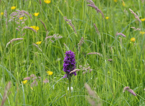 Orchid surrounded by grasses and buttercups