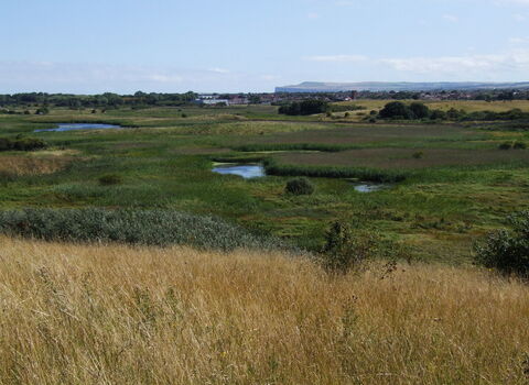 Coatham Marsh with grasses in the foreground, water, reedbed and the coastal cliffs in the distance