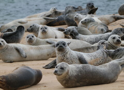 A group of seals on hard sand 