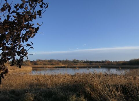 A landscape view of Bowesfield reserve reedbeds, river and trees with blue sky in the background