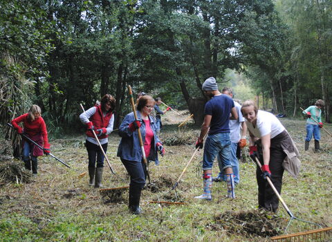A group of men and women rake a grassy field with tools