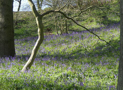 A woodland showing swathes of bluebells growing under bare trees