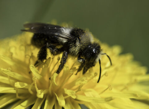 Ashy mining bee