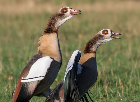 A pair of Egyptian geese standing up and calling