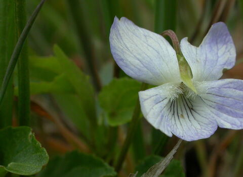 Fen violet