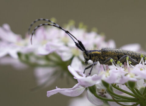 A golden-bloomed grey longhorn beetle resting on a pink flowerhead