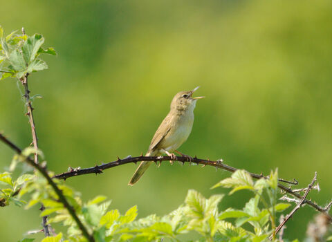 Grasshopper warbler