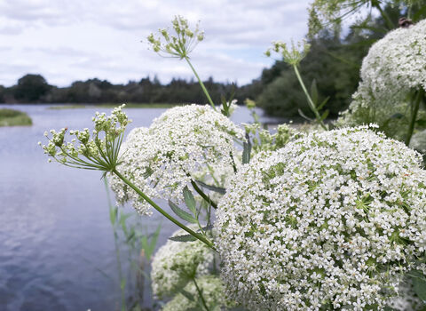 Greater water parsnip