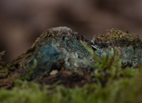 green elf cup