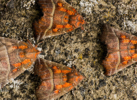Several herald moths resting together