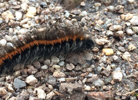 Fox moth caterpillar