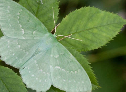 A large emerald moth resting on a leaf