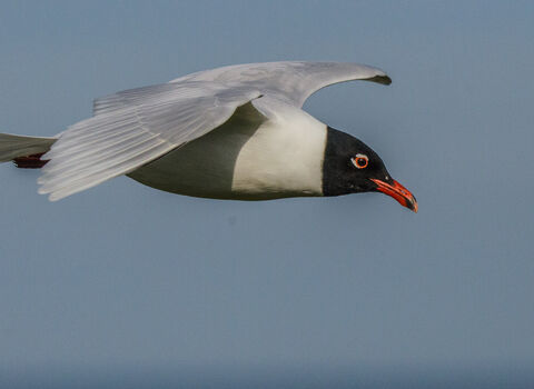 An adult Mediterranean gull in summer plumage glides through the sky, showing its white wing tips, black hood and bright red beak