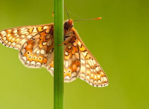 marsh fritillary