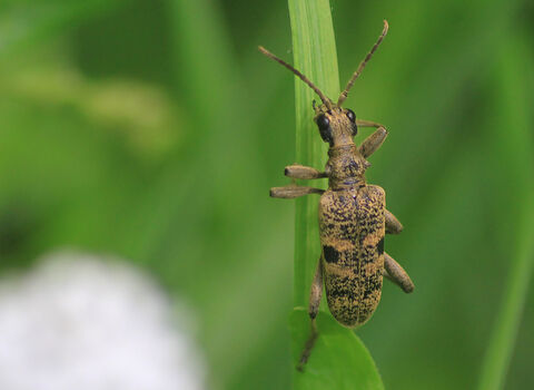 A black-spotted longhorn beetle clinging to a leaf
