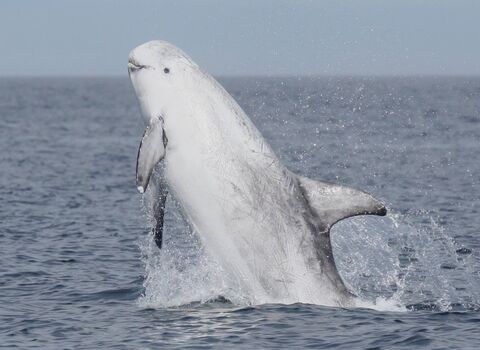 dolphin wildlife trusts