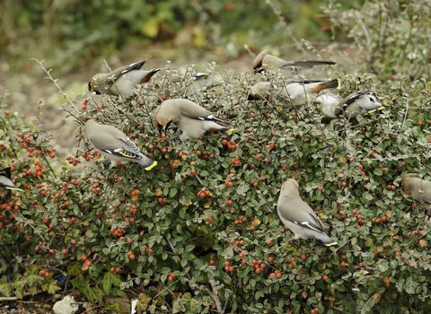 Waxwing feeding on Cotoneaster berries in supermarket car park