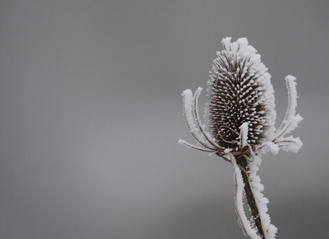 Teasel in frost