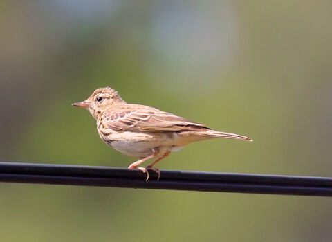 A tree pipit perched on a wire