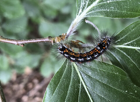 The caterpillar of a yellow-tail moth, feeding on leaves