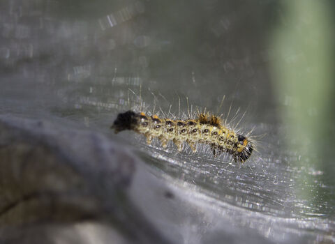 A very young brown-tail moth caterpillar on the silk web in which they live communally