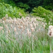 Reedmace in seed