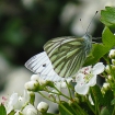 Green veined white butterfly on hawthorn