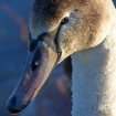 Juvenile swan