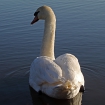 Swan on water