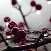Haw berries and spiders web on a misty morning