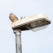 Kestrel on a lamp post