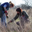 Tree planting at Preston Farm