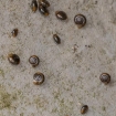 Snails at Bowesfield (2)