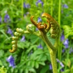 Bracken frond