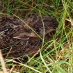 Leveret