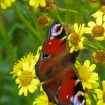 Peacock butterfly