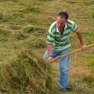 Volunteer removing arisings from wildflower meadow