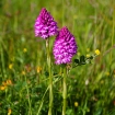 Pyramidal orchid