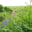 Cattersty flowers