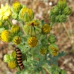 Cinnabar caterpillar